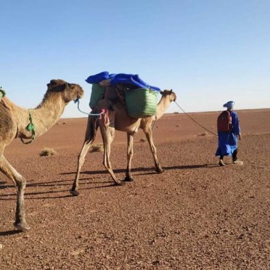 camel trekking