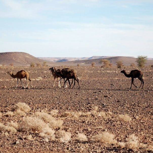 3 days desert tour from Agadir