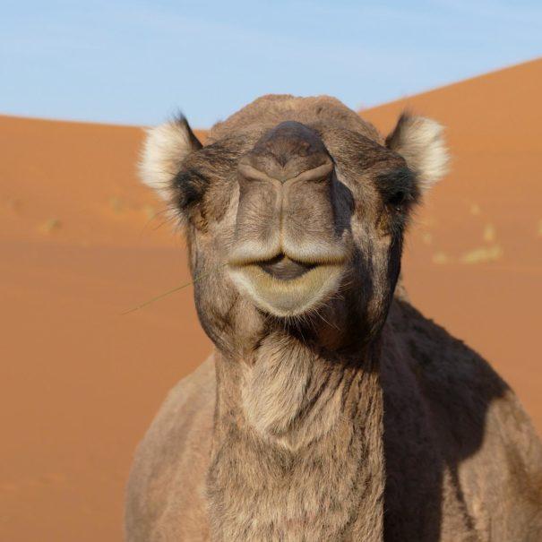 8 days camel trekking from Marrakech